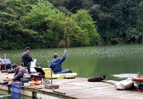 山东今日钓鱼趣闻，水边惊喜与挑战齐飞