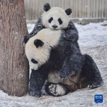 探秘卧龙冰雪，穿越古今的奇幻之旅