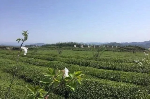 苍南茶树引领茶叶产业新篇章，新闻头条抢先看