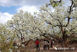 承德旅游赏花攻略大揭秘，最新看花攻略来袭！