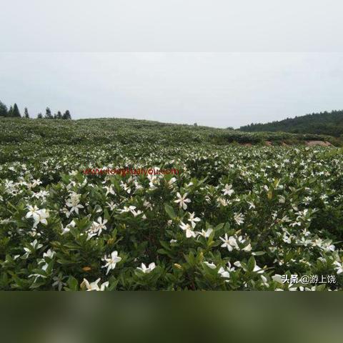 抚州春季赏花盛宴，最新攻略领略花海魅力