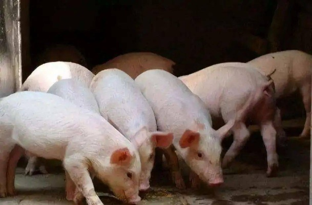 肥乡区养猪户名单最新动态，揭秘当地畜牧业的蓬勃发展之路