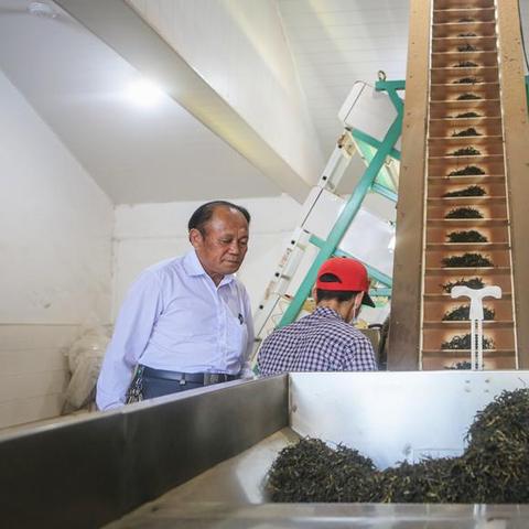 凤凰镇制茶工匠名录最新揭秘，传统制茶与创新的完美融合之旅