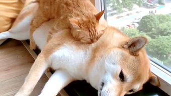 今日头条独家宠物视频，萌宠世界精彩瞬间不容错过