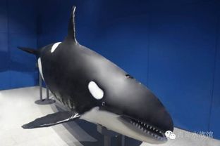 揭秘虎鲸新闻头条，海洋霸主最新动态独家报道