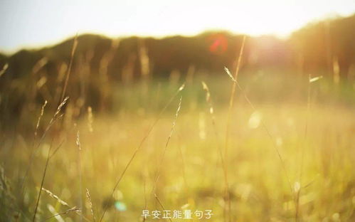 爱情励志语录，追寻幸福的勇气与坚持之路