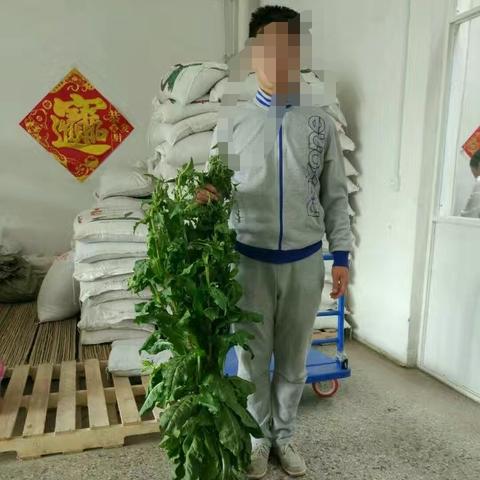 中国牧草界的佼佼者，十大牧草排名及其重要性解析