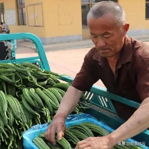 庆云最新菜价行情与新鲜蔬菜价格走势深度解析
