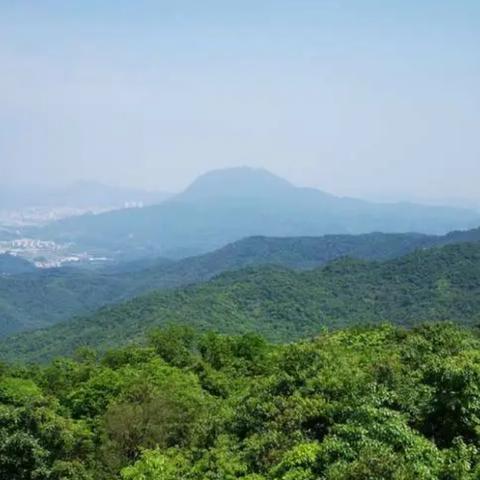 广东美食攻略，品味南国风味，畅游岭南美景