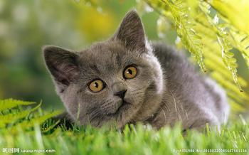 泉州养猫公司排行榜揭晓，宠物界的领航者！