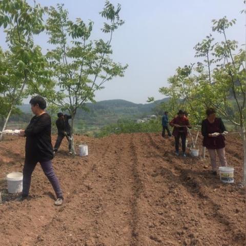 高渠村最新发展动态，揭秘乡村振兴新篇章