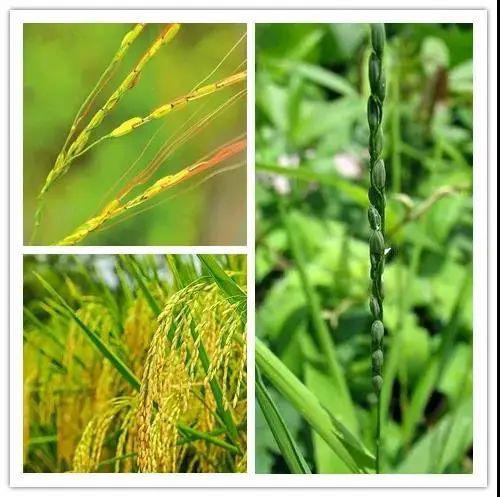 小麦苗的药用价值揭秘，深入探索与认知