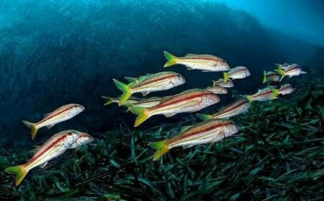 揭秘海洋生物，未知鱼类的神秘世界探索——百度带你探秘海洋世界