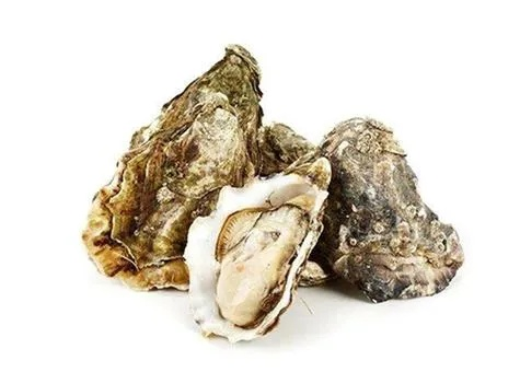 揭秘牡蛎的惊人功效，百度收录标准吸睛标题！
