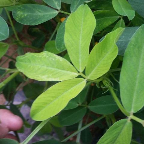 揭秘花生叶治疗失眠的秘密，能否成为失眠患者的救星？