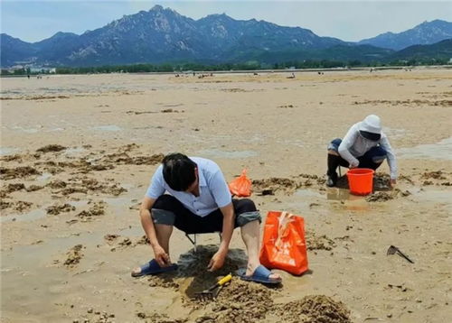 青岛赶海指南，最新详细攻略