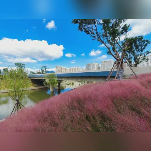 榕城花海，城市与花海的完美交融旅游攻略