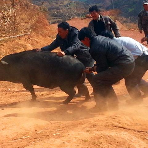 全球种猪品种排行榜揭晓，优质种猪品种大比拼！