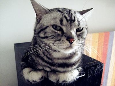 猫哥励志语录，简短振奋人心的格言