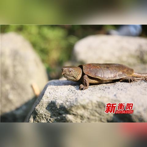 南岳区今日新闻快报，最新消息综述