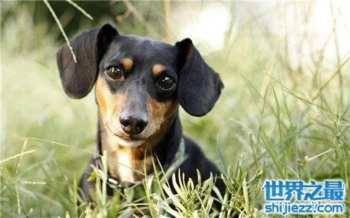 世界十大名犬榜单揭晓，排名顺序及特点全解析