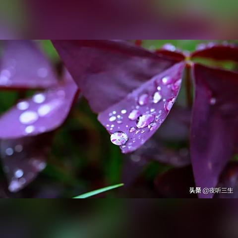 女子摔跤世界排名，荣耀之路，强者的不屈奋斗之路！