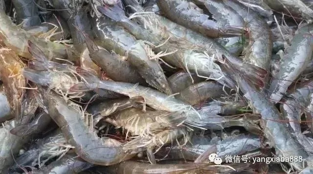 无抗养虾最新技术规范出炉，引领养虾产业迈入新时代