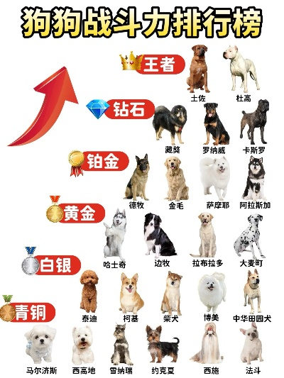 世界犬界巅峰排名，最高狗狗大盘点！