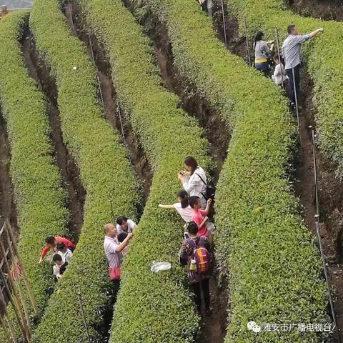 五一假期雅安旅游攻略，畅游指南带你玩转美景！