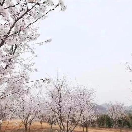 樱花田春日浪漫之旅攻略，探秘春天绝美胜地！