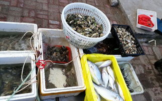 今日海鲜带鱼最新报价揭秘，探索海鲜市场最新动态，优质低价不容错过！