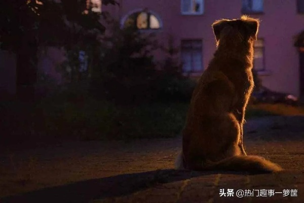 宠物救助的温暖瞬间，励志语录与感人故事回顾