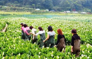 吉林春季旅游攻略，踏春赏花盛宴，必玩景点一网打尽！