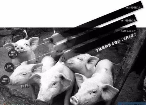 安徽毛猪今日价格揭秘，探究市场波动的深层原因