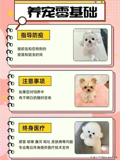 丹枫最新养宠攻略，打造健康快乐的宠物生活指南
