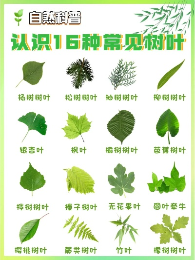 绿色奥秘探索，揭秘神秘绿色植物名字之旅