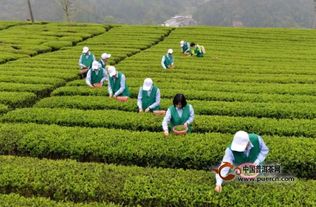 海城茶市热门茶叶榜单TOP10，优质茶叶源头大揭秘！