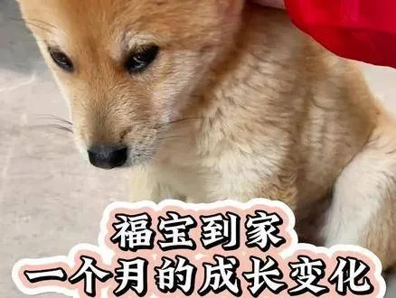 揭秘小福宝最新成长动态与未来展望，成长轨迹大揭秘！