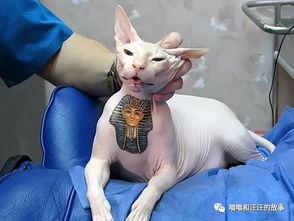 全球最大猫咪排行榜揭晓！