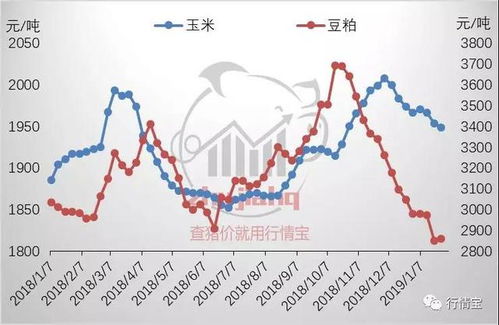 唐县育肥羊最新价格揭秘，市场趋势与影响因素深度解析