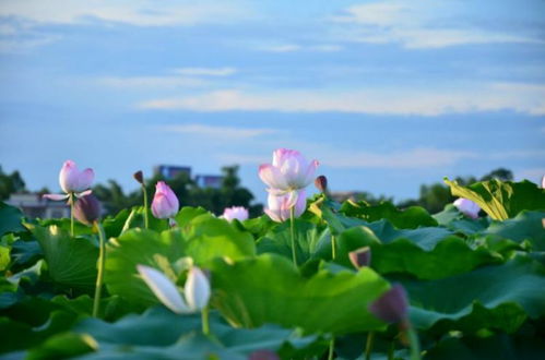 荷花诗句励志语录与高效学习之道秘籍
