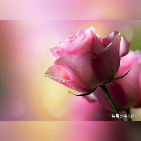 励志语录，唤醒无限潜力的声音！