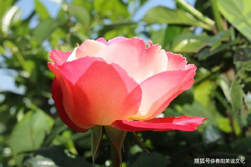 励志小说语录点亮生活智慧光芒，手机桌面每日一句激励你前行
