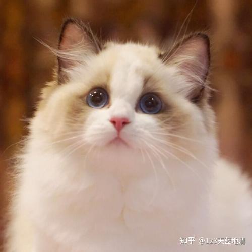 布偶猫市场最新行情走势，深度分析与市场洞察