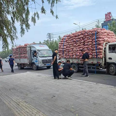 今日金乡大蒜价格走势揭秘，市场分析、预测全掌握！