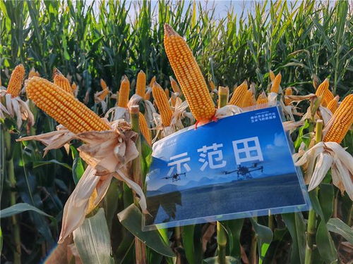 湖南玉米产量前十名揭秘，高产背后的秘密与原因探索