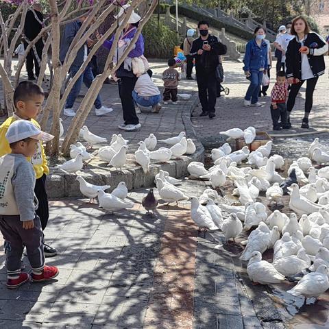 揭秘白鸽养殖秘诀，视频带你领略白鸽养殖的魅力之旅