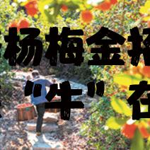 仙居新闻与直播头条，实时传递地方动态，掌握最新资讯