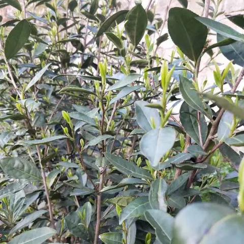 今日采茶叶视频大揭秘，探寻茶叶背后的故事传奇