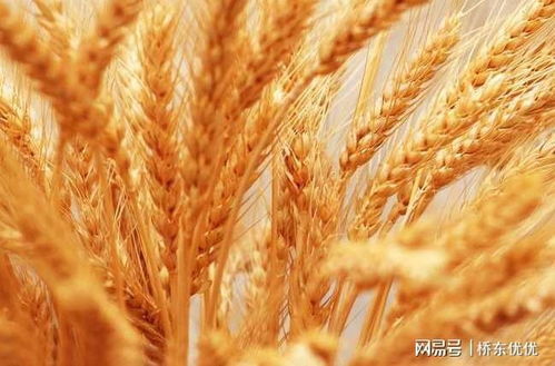 永济小麦今日行情分析，最新价格动态揭秘
